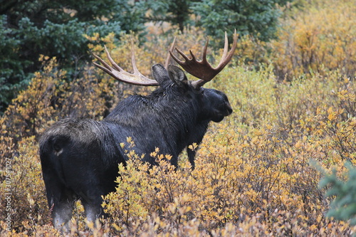 Moose in the Mountains © Tonya Hance