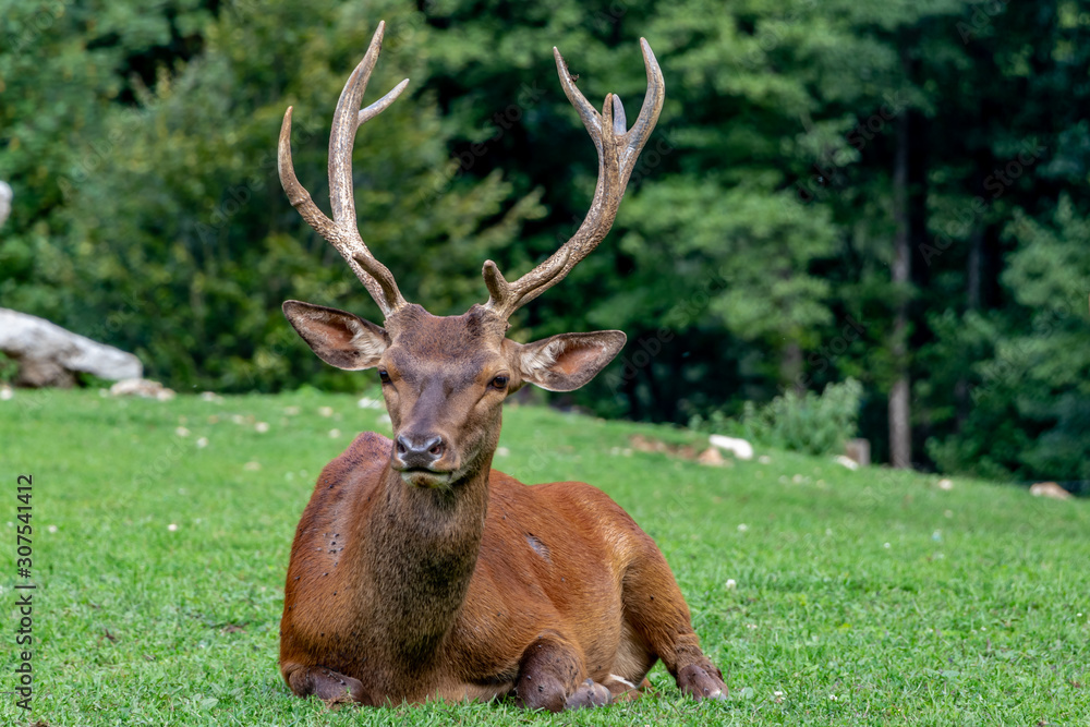 Un cerf marron en toute splendeur. Un cerf marron en toute splendeur.