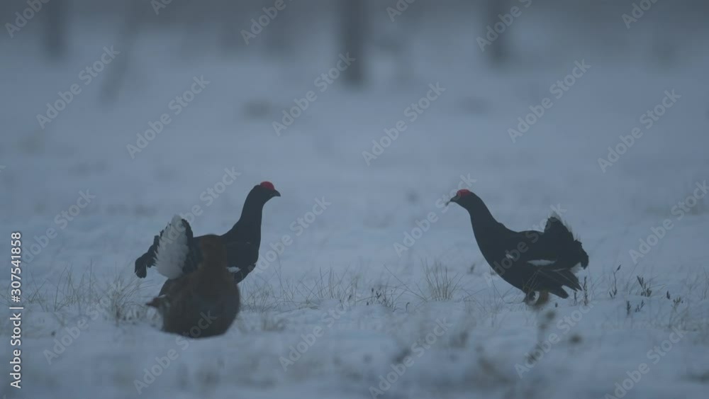 Black Grouses lekking on the snow. Males. Scientific name : Tetrao Tetrix. Natural habitat. Early Spring. Black Grouses lekking on the snow. Males. Scientific name : Tetrao Tetrix. Natural habitat. Early Spring.