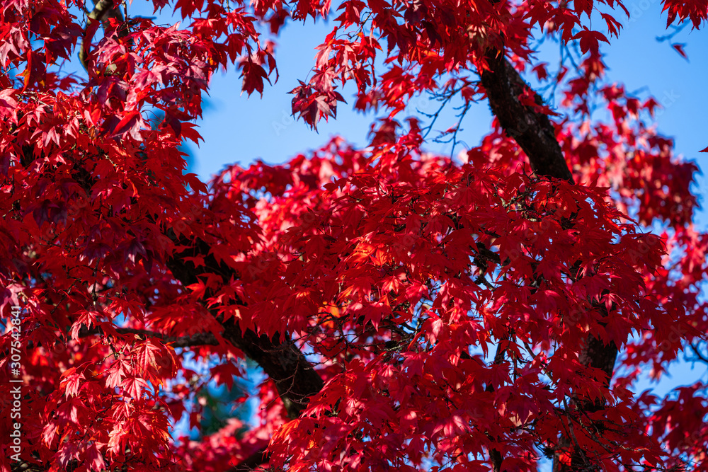 Detail of Japanese Maple Tree leaf on sunny day in autumn season Detail of Japanese Maple Tree leaf on sunny day in autumn season