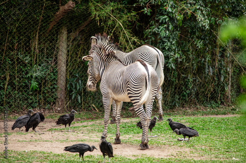 Couple of Zebras surrounding vultures.