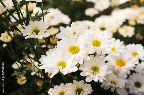 The beautiful field of white flowers in the garden with a blur background  focus in one spot