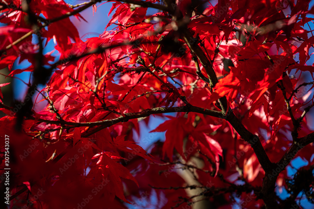Detail of Japanese Maple Tree leaf on sunny day in autumn season Detail of Japanese Maple Tree leaf on sunny day in autumn season
