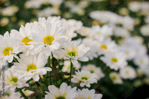 The beautiful field of white flowers in the garden with a blur background  focus in one spot