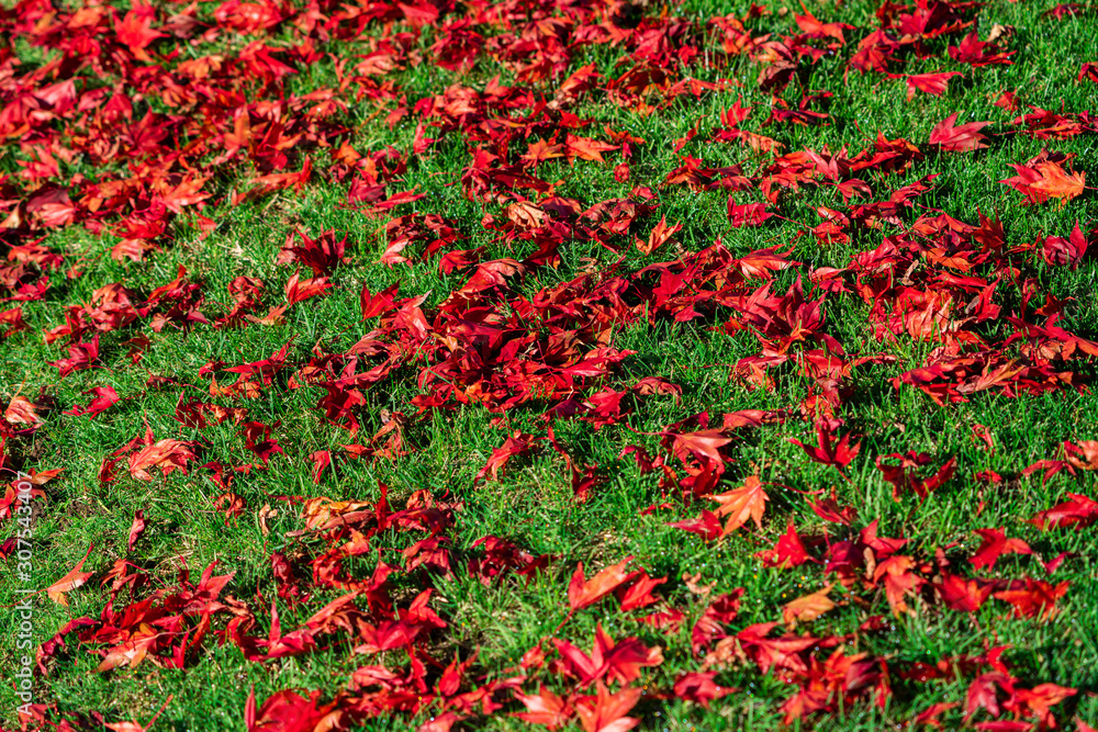 Japanese Maple Tree foliage on green grass on ground in autumn