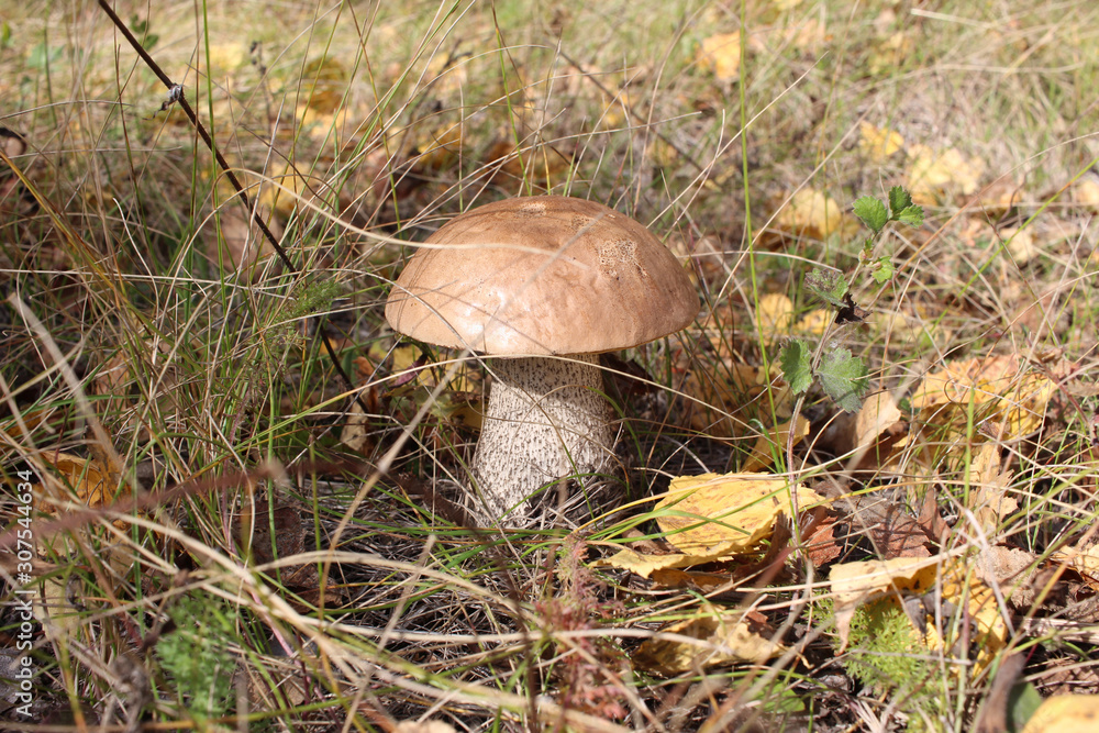 edible mushrooms in a large Syrym boletus in the grass the stretch avatcha edible mushrooms in a large Syrym boletus in the grass the stretch avatcha