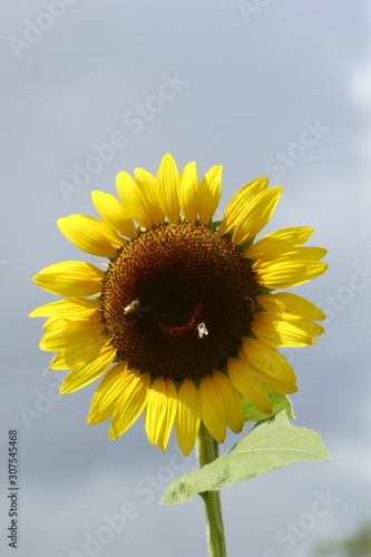 sunflower and bees standing tall