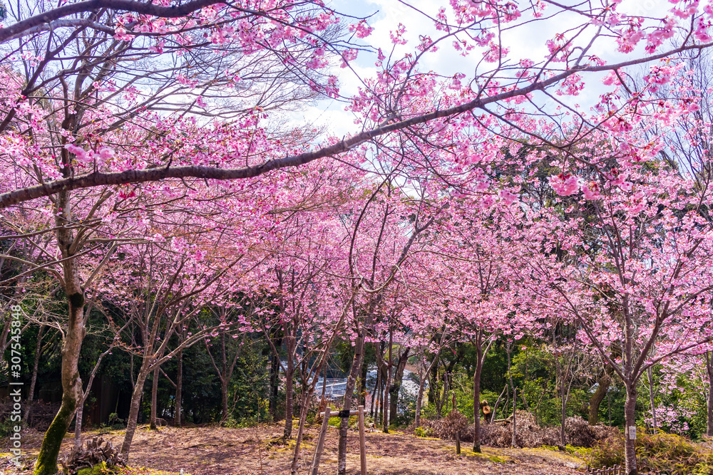 This is Oukaen garden in Sakyo Ward, Kyoto. It is a place where pink cherry blossoms are very beautiful. This is Oukaen garden in Sakyo Ward, Kyoto. It is a place where pink cherry blossoms are very beautiful.