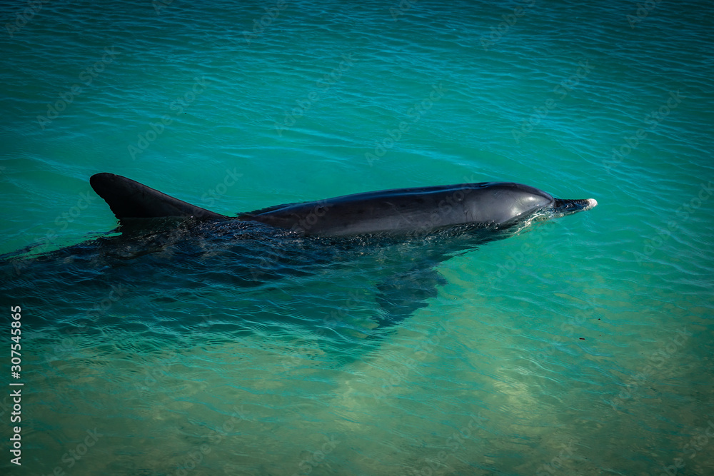 Fototapeta premium Passing by Bottlenose Dolphin at Monkey Mia Beach, Shark Bay, Western Australia, Australia