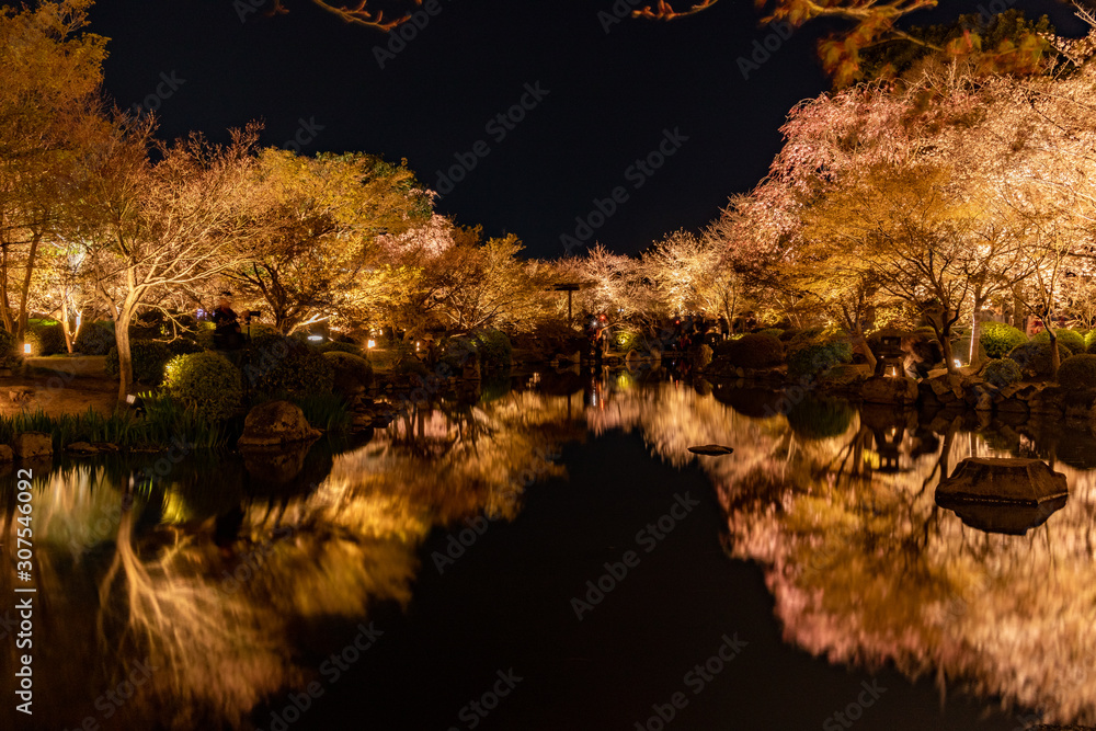Toji spring light-up event 2019. Cherry blossoms are reflected in the pond.