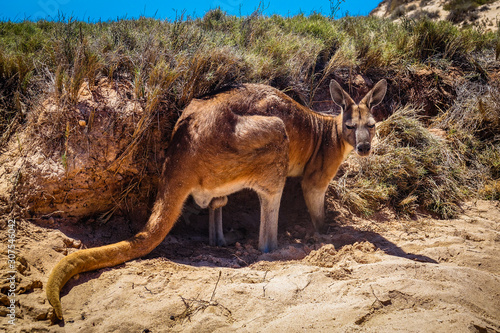 Resting Red Kangaroo at Pilgramunna Beach, Ningaloo Marine Park, Western Australia, Australia photo