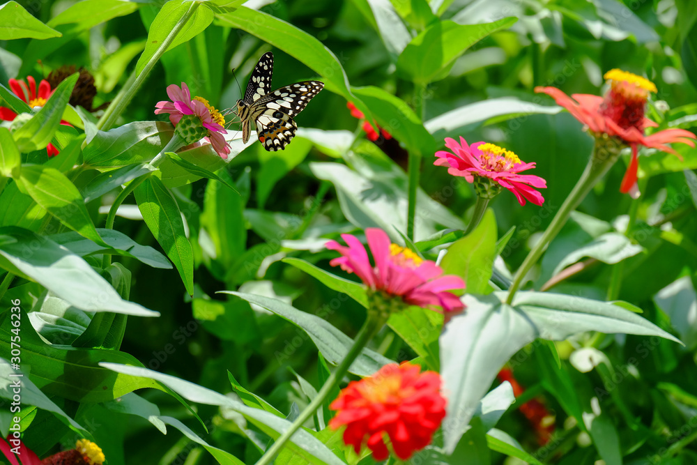 Beautiful butterflies on zinnia flowers in the garden. Beautiful butterflies on zinnia flowers in the garden.