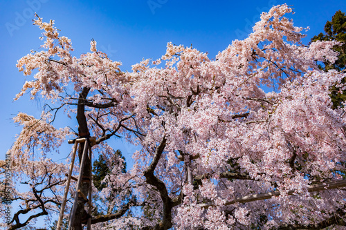 The giant cherry blossoms at Daigoji Temple in Kyoto.