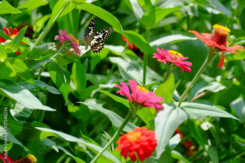 Beautiful butterflies on zinnia flowers in the garden.