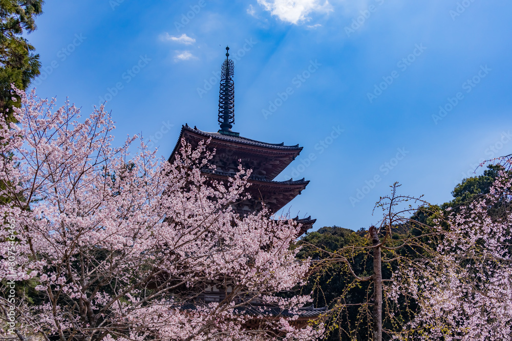 Cherry blossoms and five-storied pagoda in Daigoji temple, Kyoto. Cherry blossoms and five-storied pagoda in Daigoji temple, Kyoto.