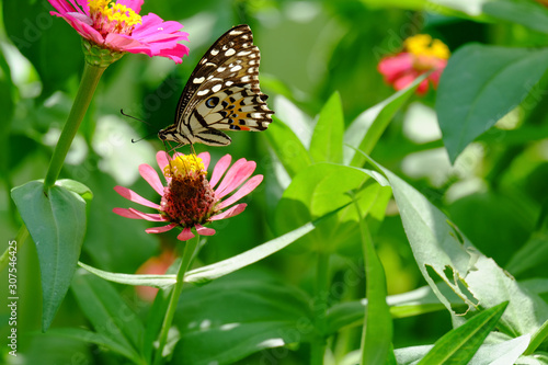 Beautiful butterflies on zinnia flowers in the garden. © Prat