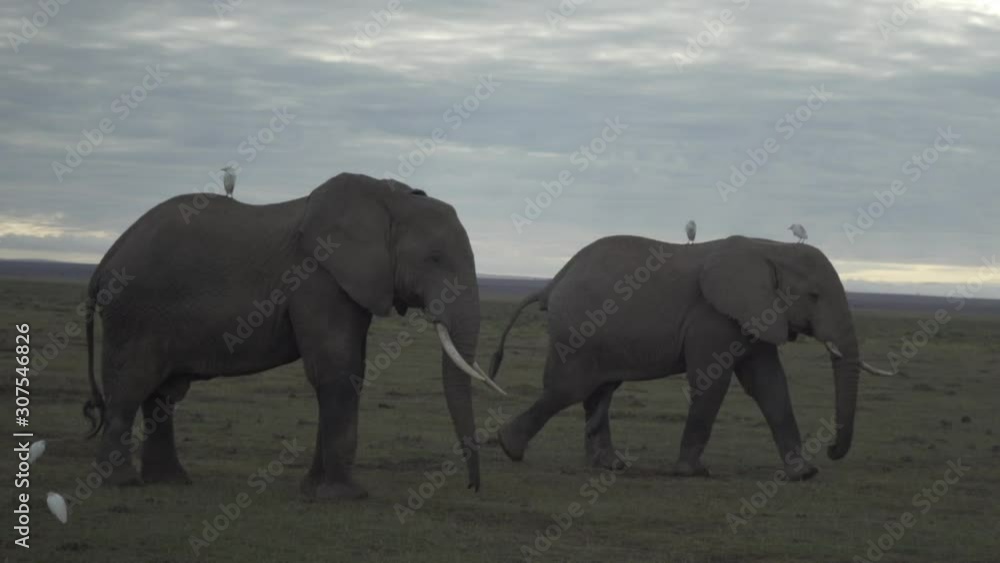 Two elephants walking with egrets on their back in Amboseli National Park, Kenya, Africa