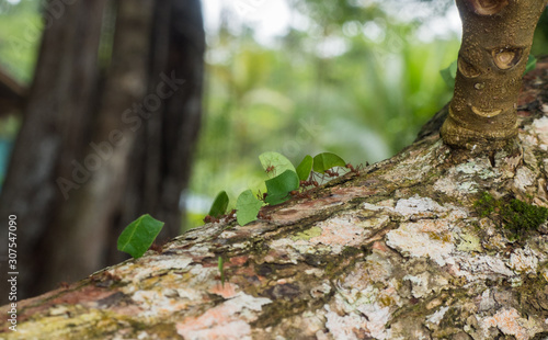 leaf cutting ants carry a leaves over a log in Costa Rica