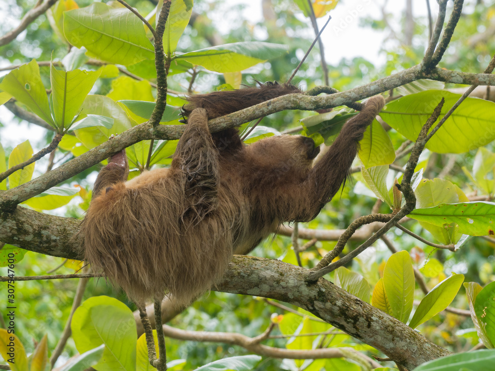Hoffmann's two-toed sloth chews on a leave as it hangs from a branch Hoffmann's two-toed sloth chews on a leave as it hangs from a branch