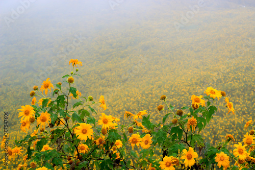 Tung Bua Tong  yellow Mexican sunflower field on mountain hill with mist fog in morning  beautiful famous tourist attractive landscape on November of Doi Mae U Kho  Khun Yuam  Mae Hong Son  Thailand