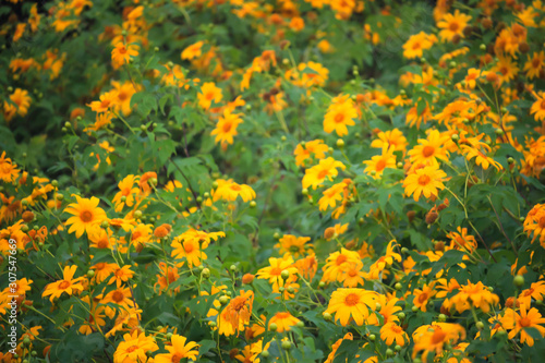 Tung Bua Tong  yellow Mexican sunflower field on mountain hill with mist fog in morning  beautiful famous tourist attractive landscape on November of Doi Mae U Kho  Khun Yuam  Mae Hong Son  Thailand