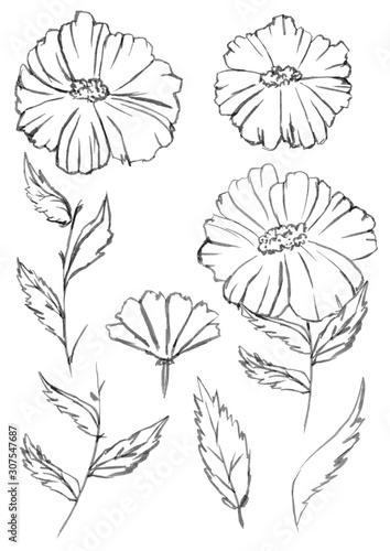 Fototapeta Naklejka Na Ścianę i Meble -  Set of flowers and floral elements. Flowers, stems, leaves. Graphics. Isolated from the background. Hand drawn