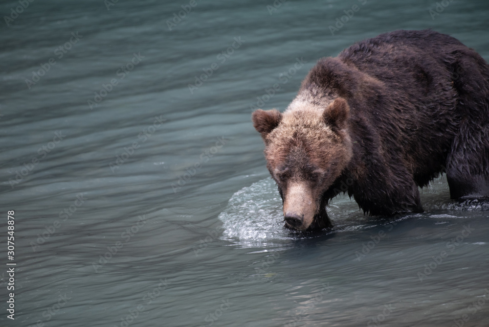 Grizzly Bear Grizzly Bear