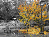 Yellow fall tree drops colorful leaves around an empty bench in a black and white cityscape scene in Washington Square Park, New York City
