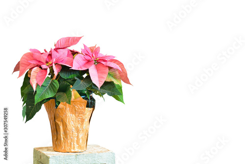 Christmas poinsettia in pot with copy space