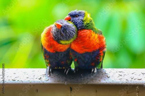 Rainbow lorikeets preening after the rain. photo