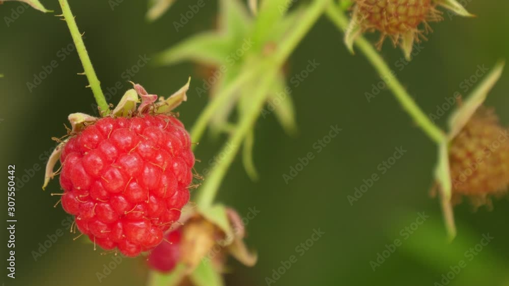 red raspberry fruit 4k red raspberry fruit 4k