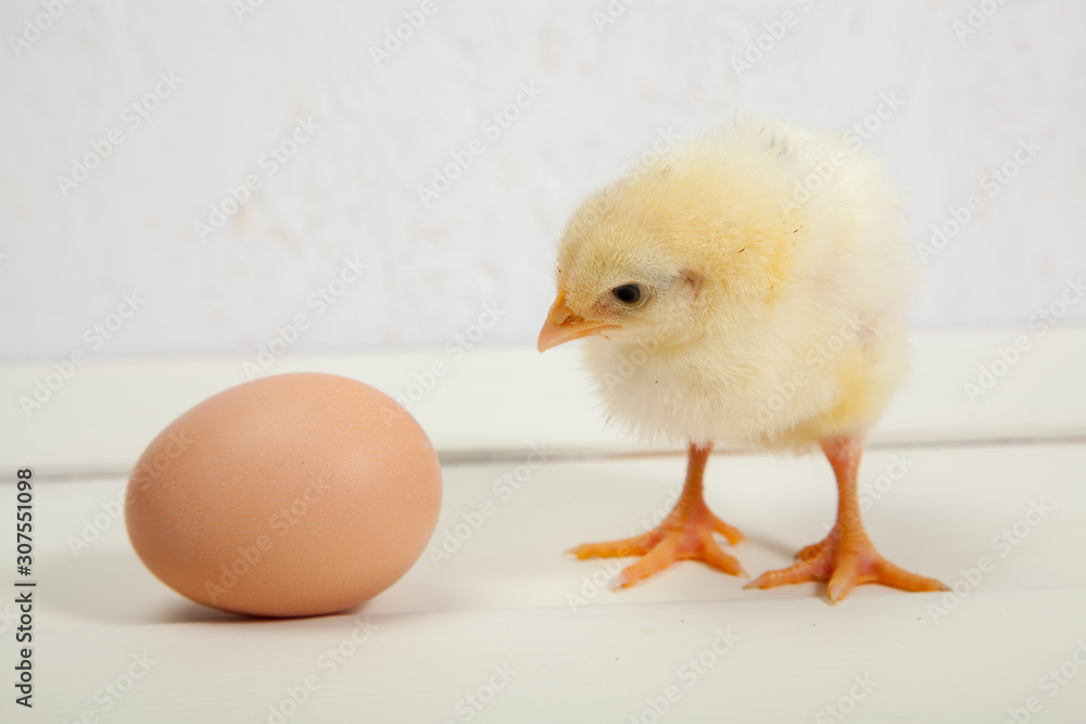 little yellow fluffy chickens and eggs, on a white background little yellow fluffy chickens and eggs, on a white background