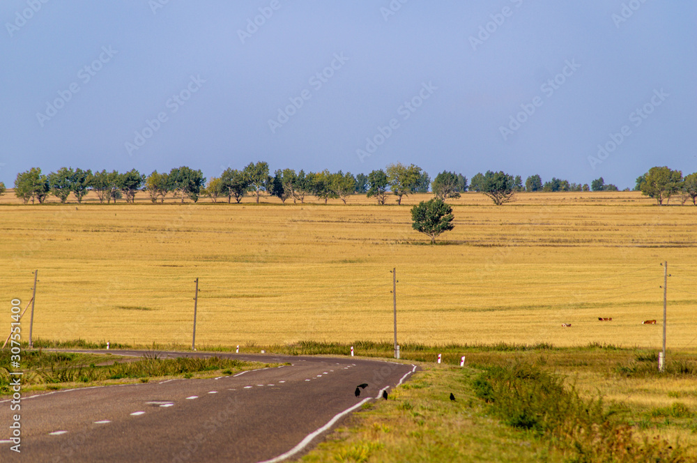 Fototapeta premium Field. Road. Steppe.
