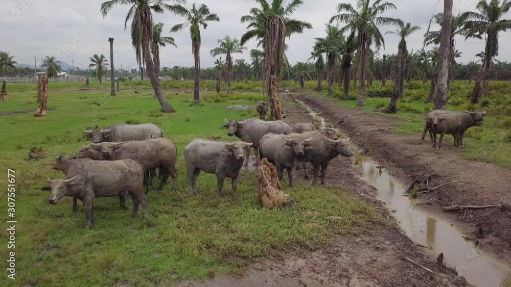 Buffaloes stay inside the dry oil palm estate at Malaysia, Southeast Asia. Buffaloes stay inside the dry oil palm estate at Malaysia, Southeast Asia.