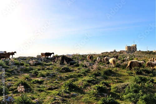 Beautiful landscape at Dingli Cliffs in Malta a european island photo