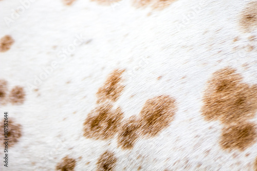 Fotografie Leopard appaloosa coat