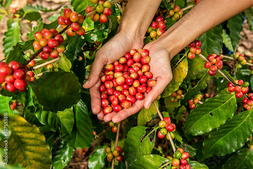 Robusta, Arabica, coffee berries, coffee beans .from Banmuang Coffee Village  Sangkhom District Thailand photo