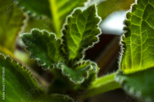 leaf of fern © Никита Рейзин