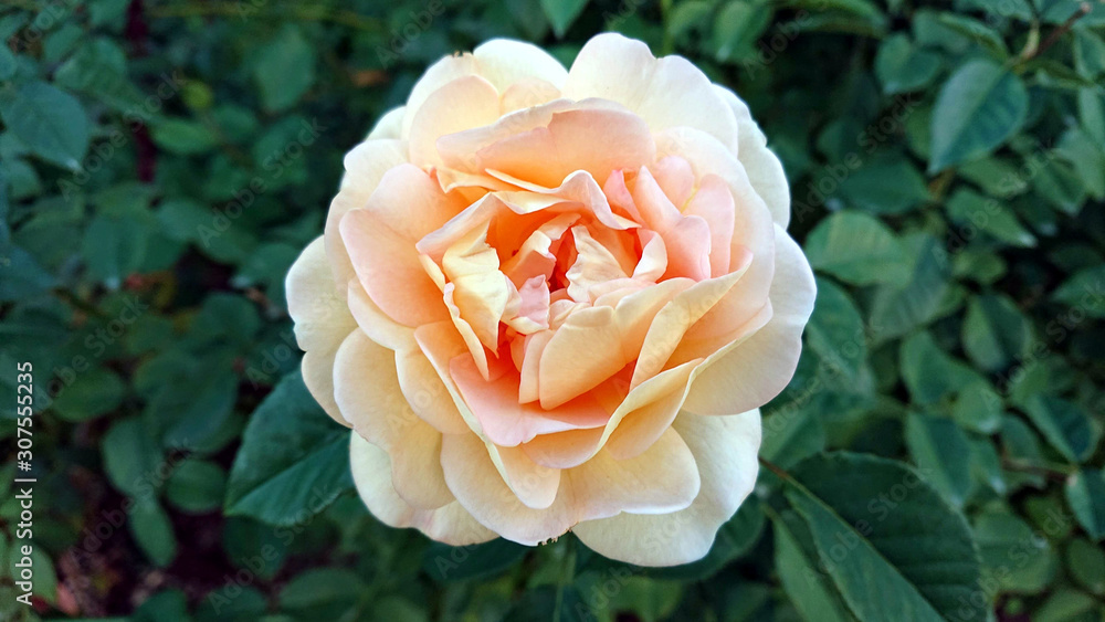 background photo of a blooming flower background photo of a blooming flower