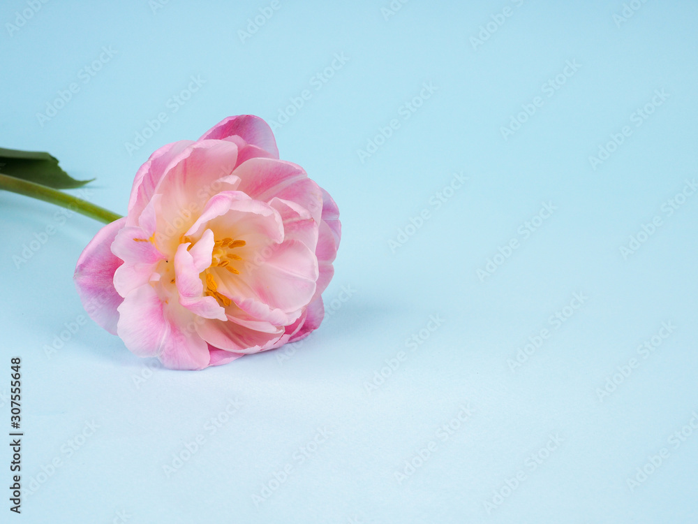 Fototapeta premium alone pink tulip on blue background with copy space for card