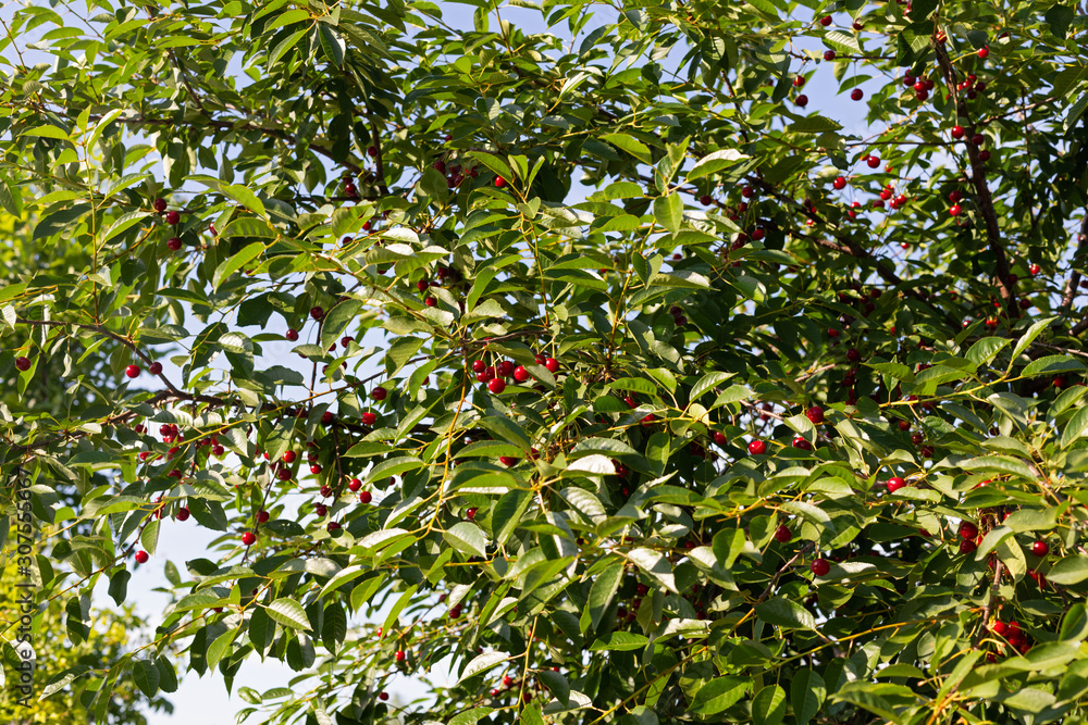 Sour cherry tree