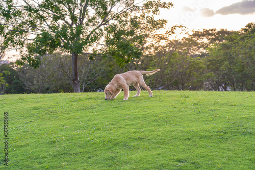 Little golden retriever puppy wandering at the park
