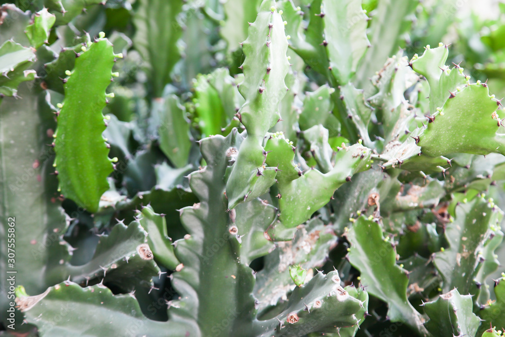 Cactus plant leaves for background Cactus plant leaves for background