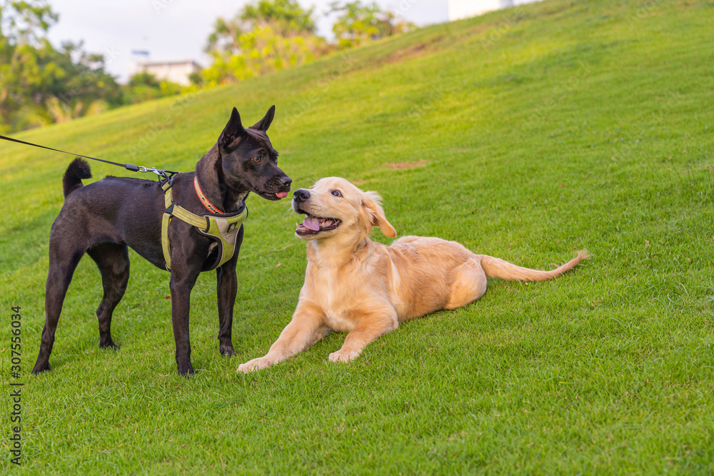 Black ridgeback and golden retriever puppy playing at the park