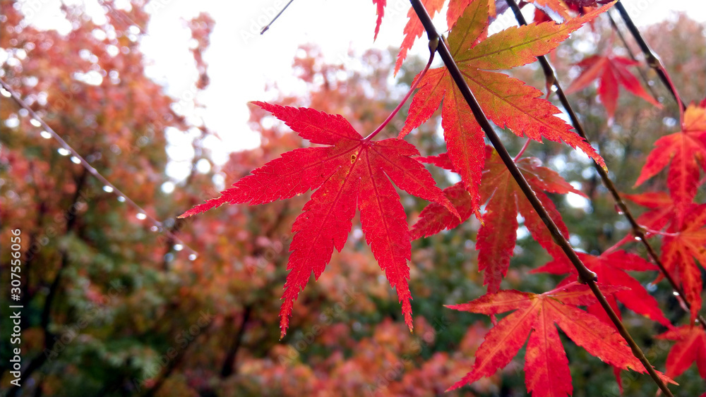 background photo of autumn maple leaf background photo of autumn maple leaf