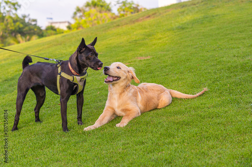 Black ridgeback and golden retriever puppy playing at the park