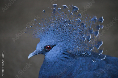 Royal Dove from New Guinea