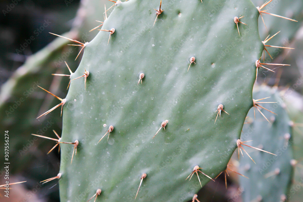 Cactus desert plant for background Cactus desert plant for background