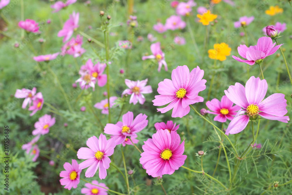 Beautiful pink cosmos flower with green leaves in field for background Beautiful pink cosmos flower with green leaves in field for background