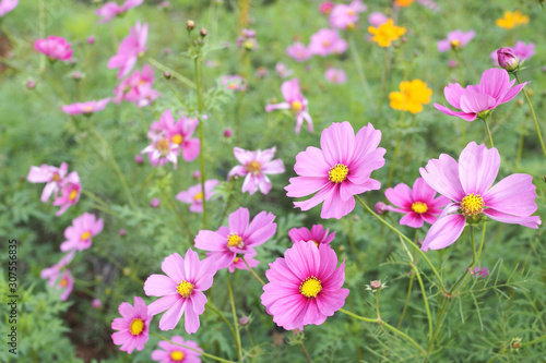 Beautiful pink cosmos flower with green leaves in field for background